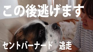 【超大型犬を風呂に入れようとしたら】平凡なセントバーナードとペキニーズの日記　 St. Bernard  who tried to bathe a very large dog.