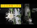 昙花的种植与养护 | 昙花汤的制作