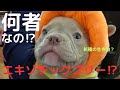 何者なの⁉️エキゾチックブリー⁉️