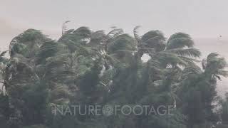 Extreme Hurricane Winds Lash Palm Trees