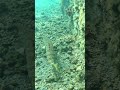 this weird fish has a speedy secret... the sand diver shorts marinelife fish underwater