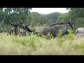 wildebeeste aka gnu herd in green meadow of africa 2023