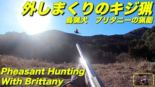 令和5年1月28日　外しまくりのキジ猟 Pheasant Hunting with Brittany