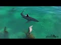 5 great white sharks surround a sea lion in intense encounter