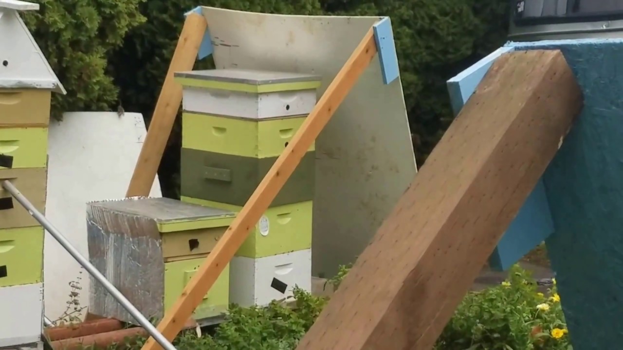 Overwintering Honey Bees Northwest - YouTube