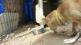 人参を食べる山陰柴犬もみじ