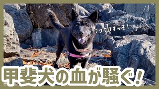 甲斐犬を岩山に連れて行ってみたら、猟犬の血が騒いだようで…！？甲斐犬のリアルな散歩コース《後編》