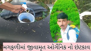 મગફળીમાં જીવામૃત નો છંટકાવ//Spraying of biocide in groundnut