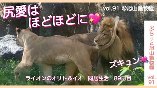 目がハート💓のオリト!恋に落ちた?イオに首ったけ。ライオン美男オリト＆美人イオ初恋同居生活vol.91@旭山動物園/lion who fell in love with you?