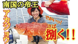 【大物】でっかいスジアラを捌いてみた！