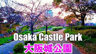 【大阪】桜が咲き始めた夕方の大阪城公園を散歩   Walk in Osaka Castle Park in the evening 4K