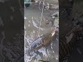 amazing technique of catching giant fish primitivevideo