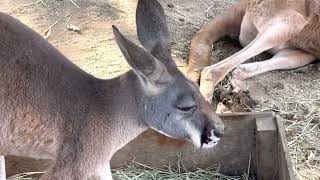 #動物　#アカカンガルー　#Red kangaroo   #東武動物公園　#埼玉県南埼玉郡　2022.10.23