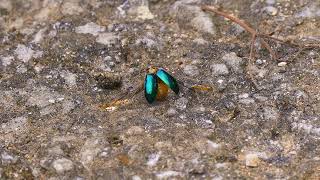 Ants carrying a leaf beetle in ishigaki island Okinawa