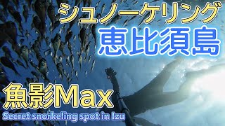 電車とバスで行ける最強スポット 伊豆下田の恵比須島でシュノーケリング 装備も紹介（2024年10月）