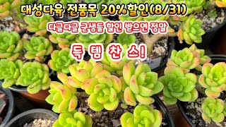 대성다육 (3탄) 20% 할인 가을에 키워 볼만한 정말 착한가격이죠💥 예쁜 다육이는 수량 많지 않아요