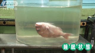 “究極の鮮度”実現！「魚を眠らせて運ぶ」流通革命(2021年5月30日)