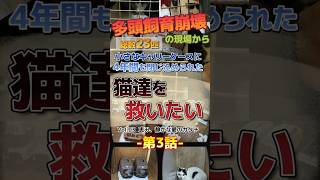 【神戸保護猫】多頭飼育崩壊！小さなキャリーケースに4年間も閉じ込められた猫達の行方 Vol.03予告編　#shorts #保護猫 #多頭飼育崩壊 #ずっとのおうち #高齢化