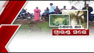 FARMER'S TRAGEDY  ବର୍ଷକର ଭାତ ହାଣ୍ଡିକୁ ବୁଡ଼ାଇଲା ବର୍ଷା; ବିଲରେ ଅମଳ ଧାନ ନଷ୍ଟ ଦେଖି ଚିନ୍ତାରେ ଚାଷୀ