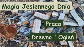 DREWNO KOMINKOWE - wycinka i suszenie drewna.