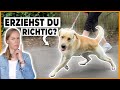 Hund Geduld beibringen I Kleine Tipps - große Wirkung