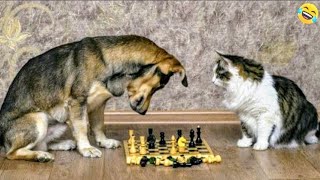 Funny ANIMALS videos🤗Funniest CATS😹 and DOGS🐕 2024