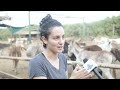 saving the donkeys safe haven for donkeys in israel