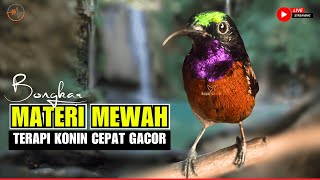 KOLIBRI NINJA GACOR FULL NEMBAK MATERI MEWAH !! PANCINGAN KONIN BAHAN AGAR CEPAT EMOSI BONGKAR ISIAN