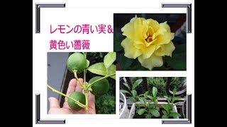 レモンの青い実と黄色い薔薇（2018年8月18日）