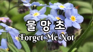 물망초 키우기/Forget me not cultivation