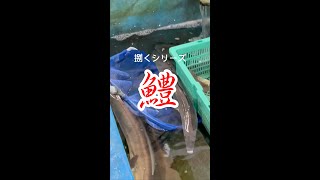 【捌くシリーズ】鱧🐟 新鮮市場きむら#shorts