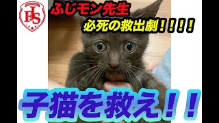 【かわいい動物】車に入り込んだ子ネコ救出大作戦！？命の救助劇