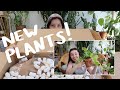 Houseplant Unboxing! | chill & informative houseplant unbox and repotting!