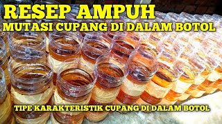 RESEP AMPUH!!! CARA CEPAT MUTASI CUPANG DIDALAM BOTOL