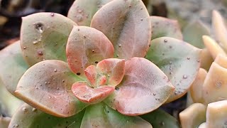 Urgente !!! Salvando suculentas #suculentasbrasil #suculentasbr #plantas #suculentas #succulent