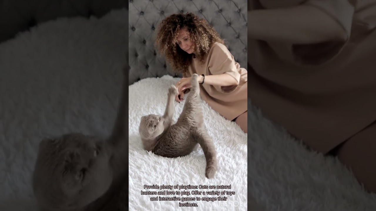 How To Make Your Cat S Happier Shorts Youtube Shorts Housepetscare