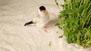 8歳桜文鳥　豆苗伸びたよ java sparrow.