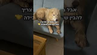 איך אנחנו מסתדרים עם כל הפרווה של ההאסקים?