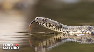 Watersnake Makes Comeback From Brink of Extinction | Great Lakes Wild 103