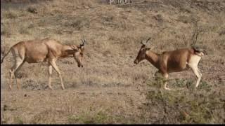 Coke's Hartebeest - two males fighting in Nairobi National Park.