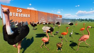 50 Ostriches vs 50 Flamingos Animals Race in Planet Zoo included Baby Ostrich \u0026 Baby Flamingo