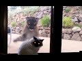 house cat seems unfazed by a giant mountain lion outside window