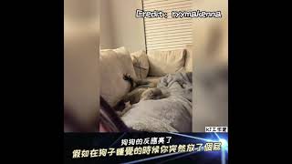 【狗狗一臉嫌棄】假如在狗狗睡覺的時候你突然放了個屁