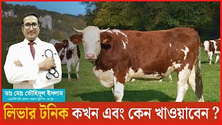 গরুকে লিভার টনিক কখন এবং কেন খাওয়াবেন । লিভার টনিকের কাজ। Liver Tonic | Dr.Touhidul Islam