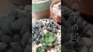 ハオルチアを綺麗に育てるコツを紹介🌿 #多肉植物 #たにくしょくぶつ #ショート動画 #植物