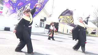 YOSAKOIフェスタin桜川'24 岩瀬嫂舞会 - 楽祭桜