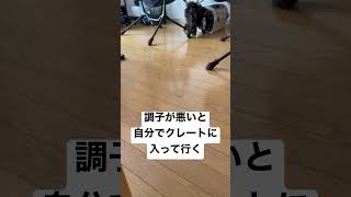 百獣の王獅子丸♂「胃腸炎かな？」と診断され、この日から3日通院で注射打って昨日から服薬治療中❤️‍🩹