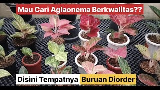 Disini Tempatnya Aglaonema Berkualitas❗Buruan Diorder❗Sebelum Kehabisan ❗