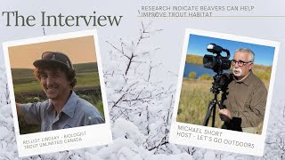 Can Trout streams benefit from Beaver activity?