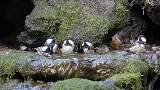 山中湖 大洞の泉のヒガラとシジュウカラの水浴び　その３（4K動画）